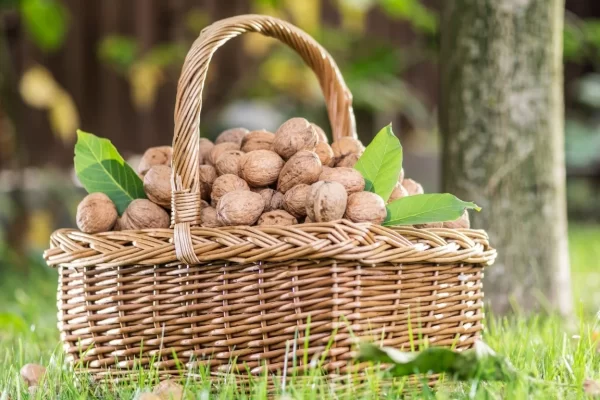 Otoño y nueces : La nueva cosecha de Nueces de California